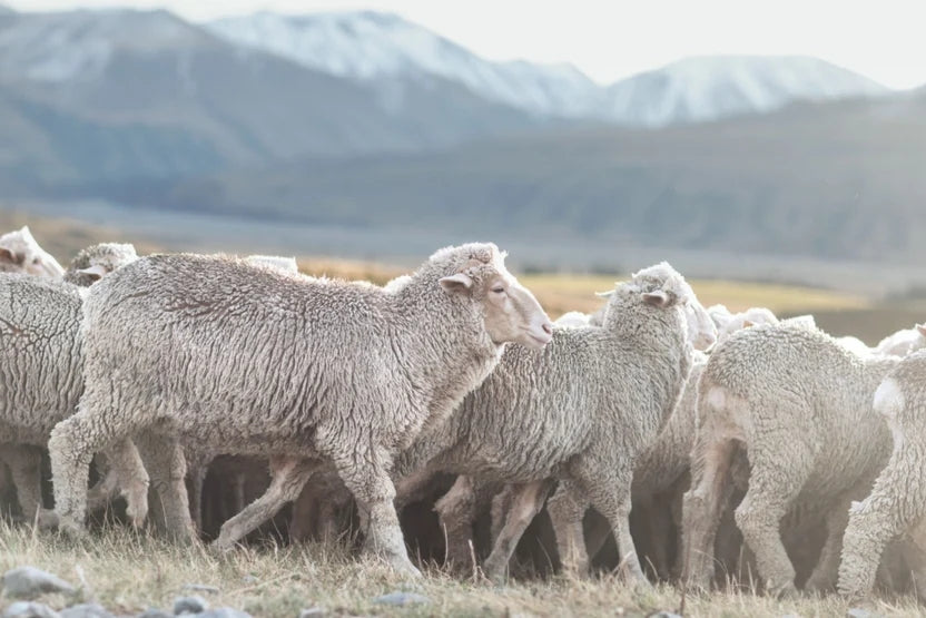 Is Merino Wool Ethical?