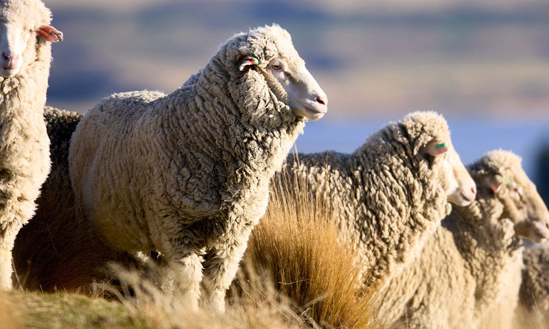 icebreaker's 30-Year Journey: How a Radical Idea Redefined Outdoor Performance Wear