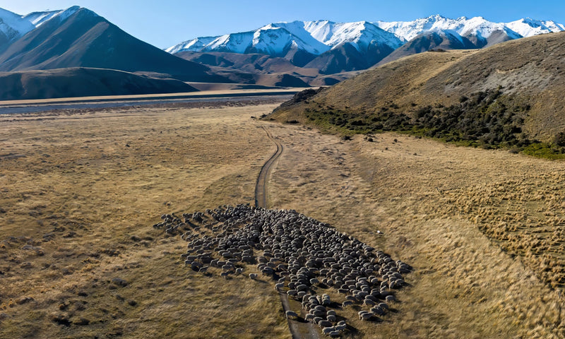 Move to Natural™ – The Story Behind icebreaker’s Sustainable Vision