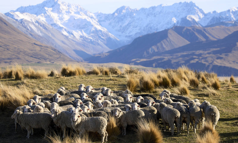 Plastic-Free Activewear: Why icebreaker’s Natural Fibres Outperform Synthetics